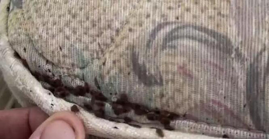 樱桃视频高清免费观看在线播放下载分享：劣质樱桃视频污下载危害多